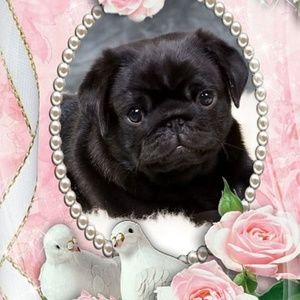 Meet your Posher, Donnie lorenzo